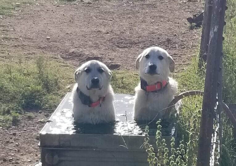 Livestock guardian dogs cooling off in water trough